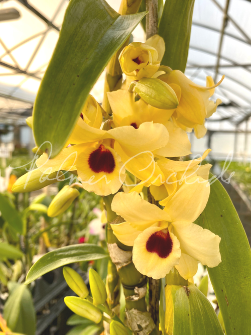 Dendrobium Orchids For Sale — Palmer Orchids